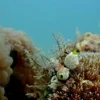 Diving South 1
