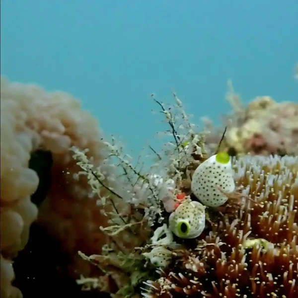 Diving South 1