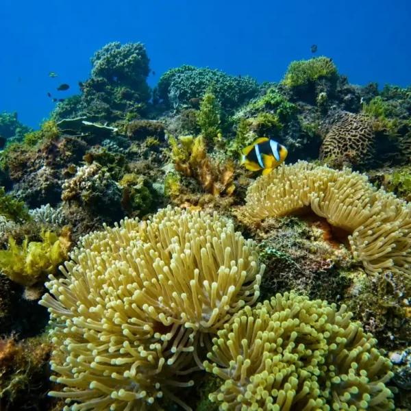 Diving South 7