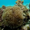 DivingSouth1