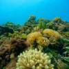 DivingSouth1