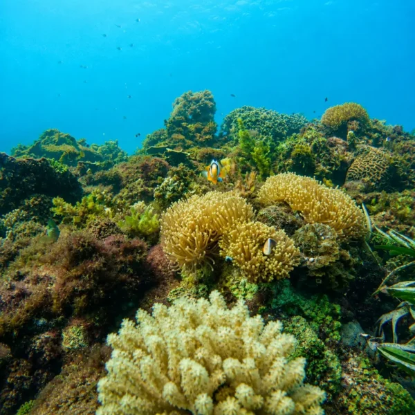 DivingSouth1