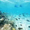 Snorkeling group pungume