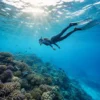 Snorkeling privateMnemba