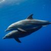 Dolphin Tour in Kizimkazi