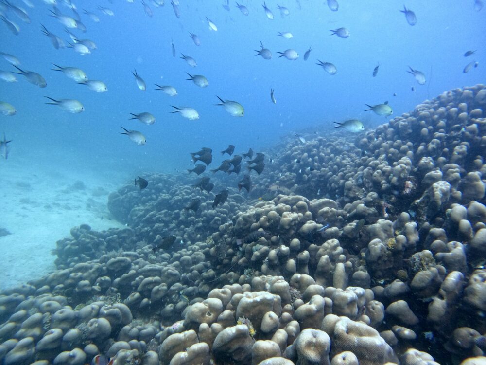 Diving South Zanzibar