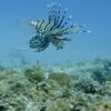 Open Water Diver Course