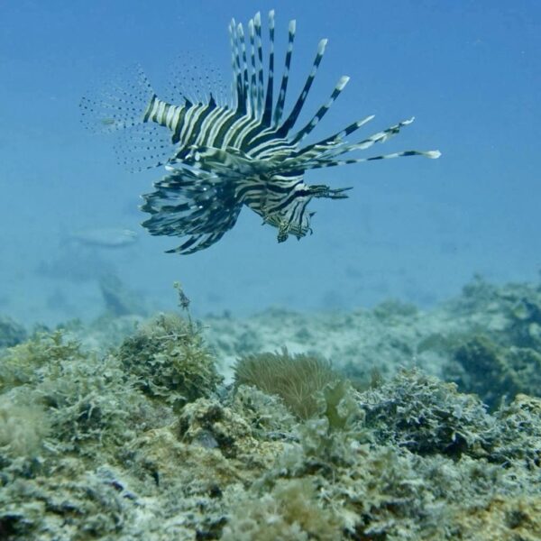 Open Water Diver Course