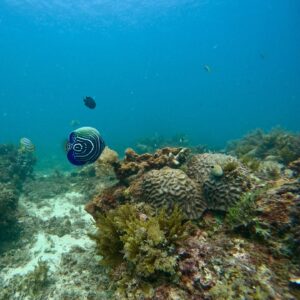 Create your Dive Plan