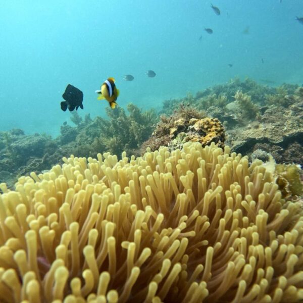 Create your Dive Plan