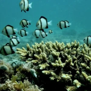 Diving North