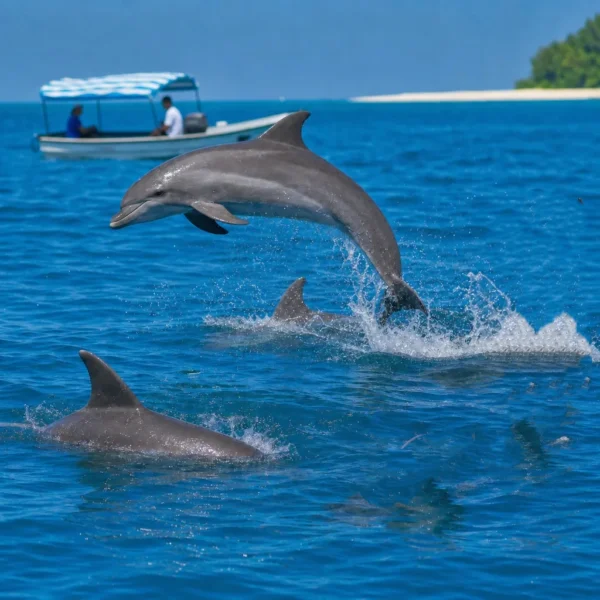 Dolphin Tour in Kizimkazi